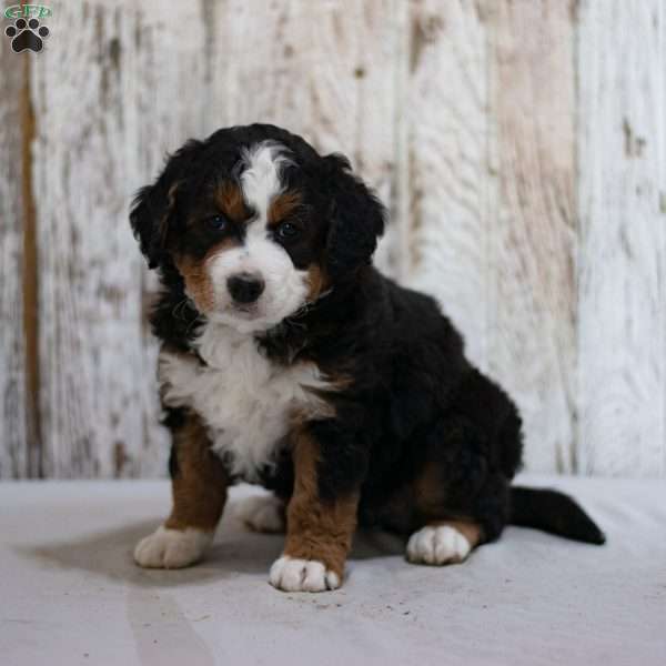 Flora, Mini Bernedoodle Puppy